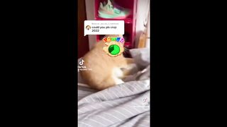 This Cat is Broken ⬆️ | Broken Cats That Will Cure Your Depression | Funny Cat