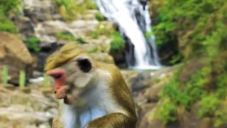Animals 4k 69