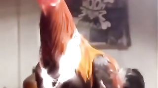 Funny | The Epic Saga of Dripped Out Chicken Shenanigans | FunFM