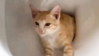 Cat video 16