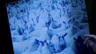 Funny | The Hilarious Science of Counting Sheep for Sleep | FunFM