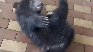 Funny | The Unbearable Comedy: When a Bear Meets a Hose | FunFM