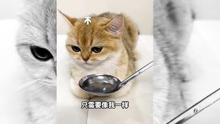 This lovely cat understood when she was reprimanded by her owner. #cat #catvideo #funnycatvideo