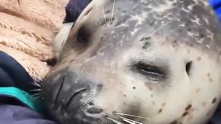 Hug-loving seal