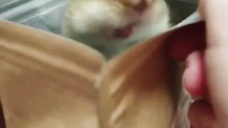Squirrel out of a bag of candy