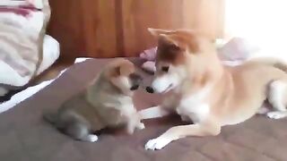 Healing video of parents and children playing with each other