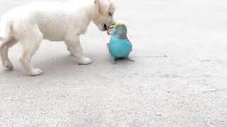 Beautiful puppy 2