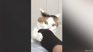 video funny animal part 18