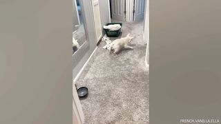 video funny animal part 19