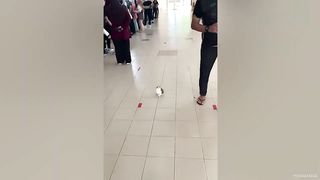 video funny animal part 20