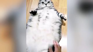 Look, This Cat Has Become Fat From Eating And Is Not Able To Get Up.