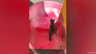 video funny animal part 21