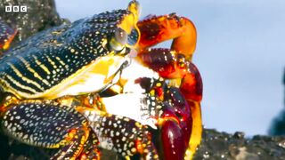 Crab vs Eel vs Octopus _ 4K UHD _ Blue Planet II _ BBC Earth