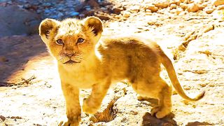SIMBA 2 2