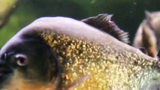 Bagaimana cara ikan tertidur?