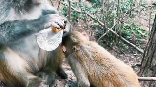 Everyone likes burgers,be it humans or monkeys.
