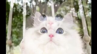 "Enchanting and Adorable: The Allure of the Pretty and Sweet Cat"