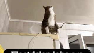Funny cat Electrician jobs in future