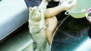 Cute cat 77