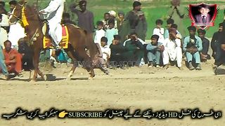 #hoers#riding in#jhamra#darbarkala#shah 13