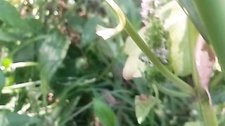 Animal flowers 5