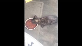 Cat Chaos: Unbelievable Intrusion in the Van!