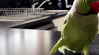 So funny trending cat and dog videos ????