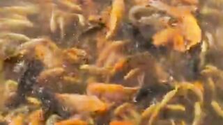 Goldfish 2