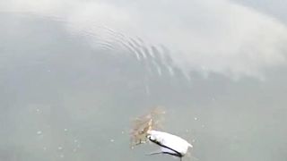 FISHING MILF