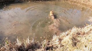 A Dog Fetching The in The Water