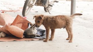 Kitten Playing With Puppy