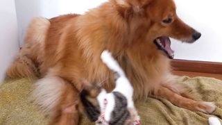 Kitten Playing With Dog
