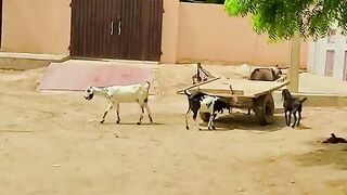 Village seen 2