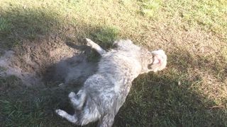 Dog Rolling On a Grassy Field