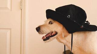 A Cute Dog Wearing Hat