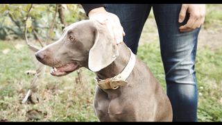 Man Creassing Dog's Head