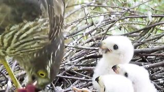 Bird of prey feeds its babies in the nest