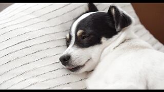 Close Up Video Of Cute Sleepy Dog