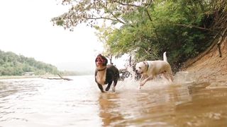 Two Dogs Playing In the River