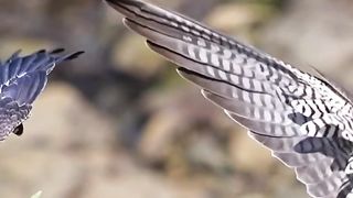 Peregrine falcon screaming foods delivered by parent