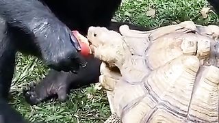 GORILLA AND TURTLE FRIENDSHIP,, sharing is caring,,subscribe my channel please????????