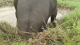 Angry bull