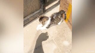 video funny animal part 23