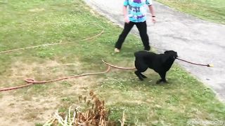 video funny animal part 24
