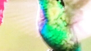 Hummingbird 3