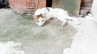 Cute relaxing cat