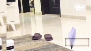 Tom & Jerry in real life 2