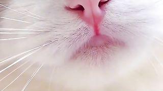Cute Cat 17