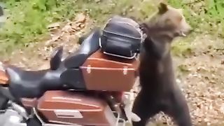 Funny animal videos 9