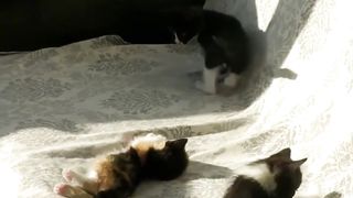 The funniest dog and cat videos of the year!????????????2023